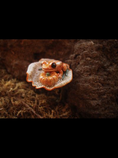 Кольцо с лягушкой "Принцесса Тыковка, наследница Урожайных Полей"