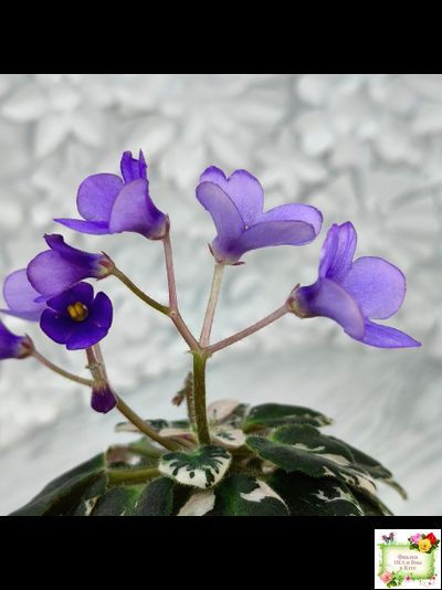 Н-Синий Лён (Н. Бердникова) 2015 г. трейлер