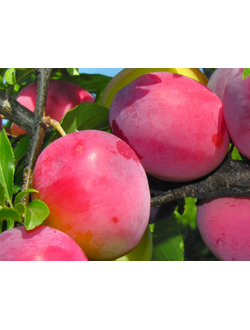 Слива  диплоидная "Октобер Сан" ( поздняя), ОКС