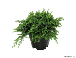 Можжевельник Шлягер - Schlager