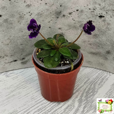 Hunter's Black Talon (K. Muzalewski)