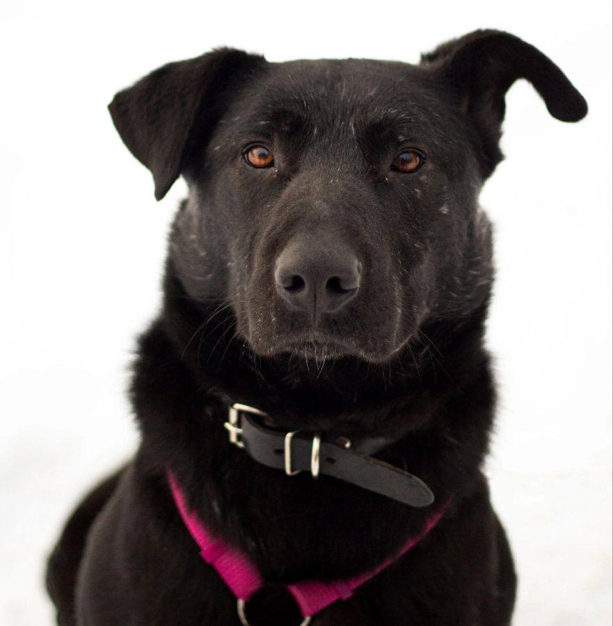 ВОЛОНТЕРЫ В ПРИЮТАХ ДЛЯ КОШЕК