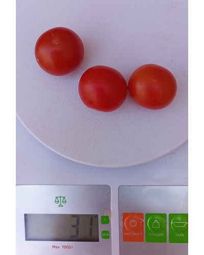 Томат Черри-краса-длинная коса