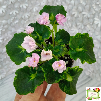 LV-Прелесть (Л. Шевелева) сеянец (стартер)