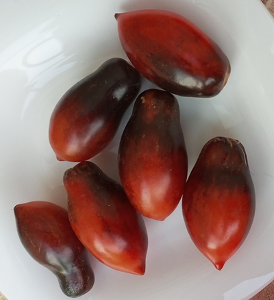 Томат Сливка Гурман