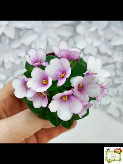 ЛЕ-Колибри (Е. Лебецкая) (3 листа посажены в 1 стак. 20.10.25)