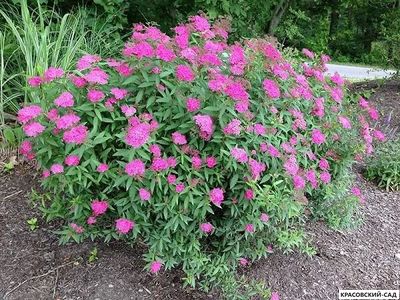 Спирея Энтони Ватерери