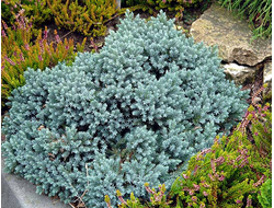 Можжевельник чешуйчатый Blue Star, C2