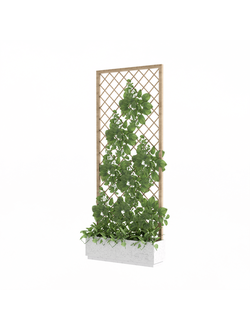 вьющиеся Вьюн в кашпо Climbing