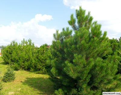 Сосна кедровая австрийская - Pinus Nigra Austriaca