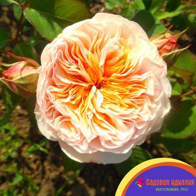 Джульетта (Juliet)