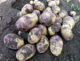 File:Russian Blue potato.jpg - Wikipedia