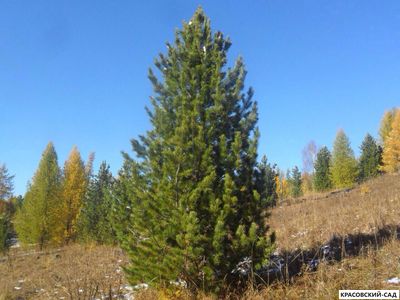 Сосна кедровая фото в саду красовский-сад.рф