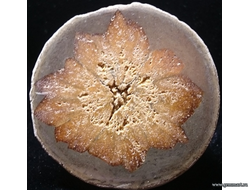 Глендонит - (Беломорская рогулька)