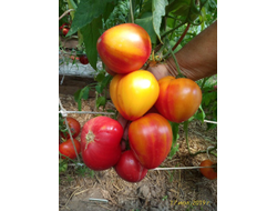 Томат Сердце абрикосовой зебры  (Coeur de Zebre apricot, Heart of Zebre Apricot)