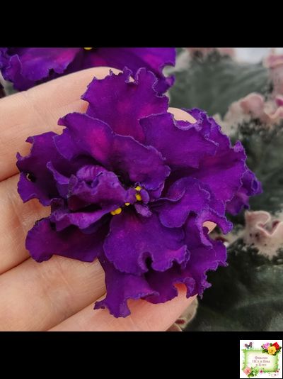 ВаТ-Тип-Топ (Т. Валькова) 2015 г. (лист посажен 04.02.26)