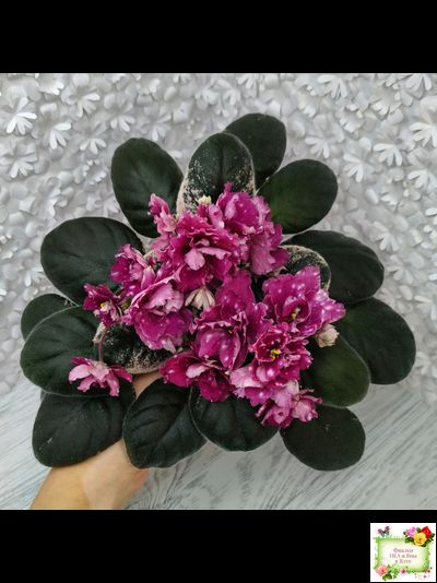 Rivermist Sizzle (J. Baker) (лист посажен 27/01/26)