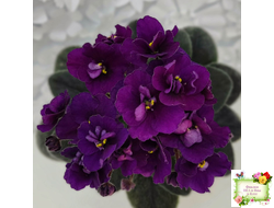 Jolly Prince (H.Pittman), #10462 (11/21/2011), DAVS 1731, TX Hyb