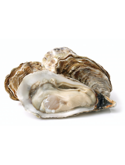 Устрица японская Муроцу