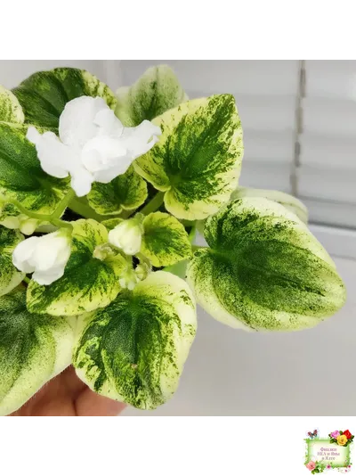 OS-Дыхание Весны (С.Осипова) 2019 г. (клакамас с кроновой пестролистностью)