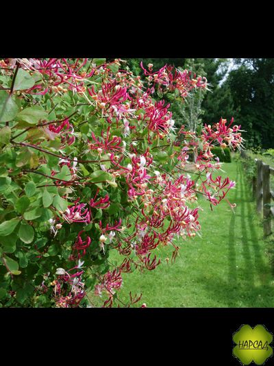 Жимолость вьющаяся &quot;Серотина&quot;