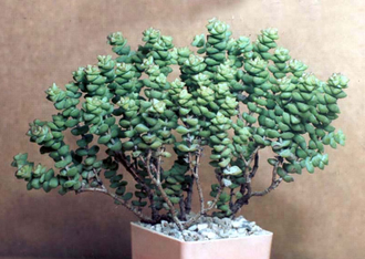 Crassula rupestris, Крассула рупестрис, Толстянка наскальная, суккулент ...
