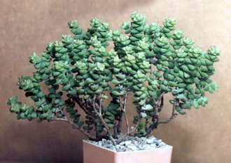 Crassula rupestris