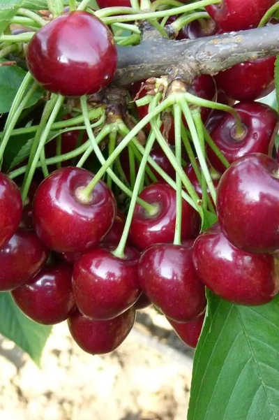 Вишня  Уйфехертой Фюртош (Новобелозхерская Кудрявая)