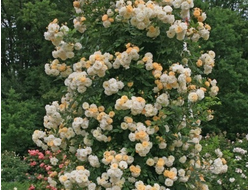 Гислен де Фелигонд (Ghislaine de Feligonde) Весна