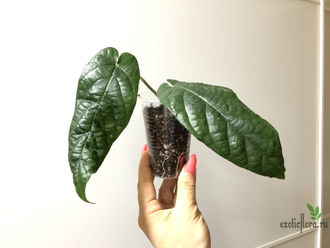 Ficus sp.(T25) aff villosa (big leaf) / фикус виллоза крупный лист