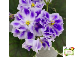 ВаТ-Монарх (Т. Валькова) 2016 г.