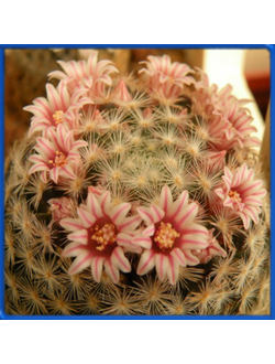 Mammillaria roseocentra SB 444