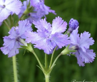 Primula sieboldii Fuji Shishi