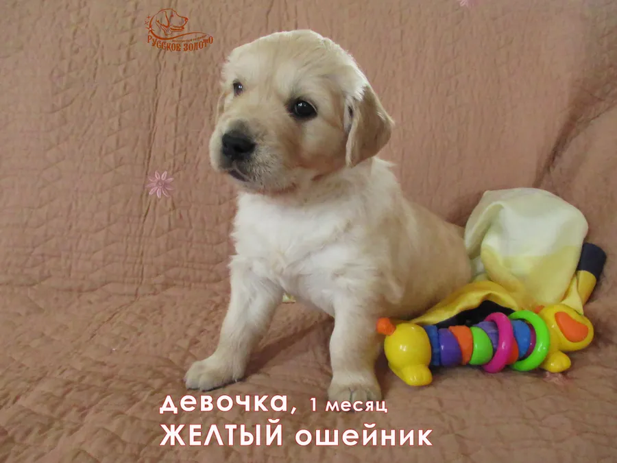 1 месяц. Девочка ЖЕЛТЫЙ ошейничек