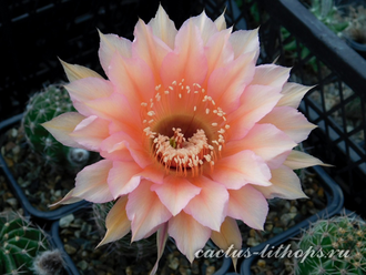 Echinopsis hybrid `Андромеда` x Echinopsis hybrid `Персей` - 5 семян