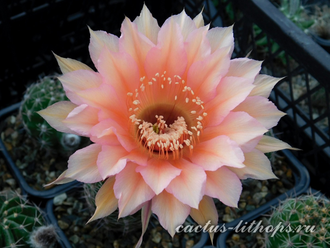 Echinopsis hybrid `Andromeda` x Echinopsis hybrid `Persey` - 5 семян