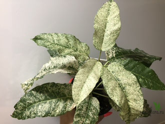 Ficus Altissima ‘New Clon’ / фикус алтиссима нью клон