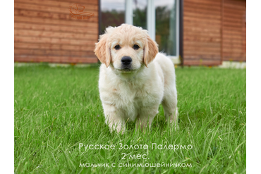 2 месяца. Мальчик СИНИЙ ошейничек