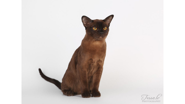 соболиная бурма