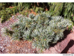 Сосна кедровая Блю Мопс - Blue Mops