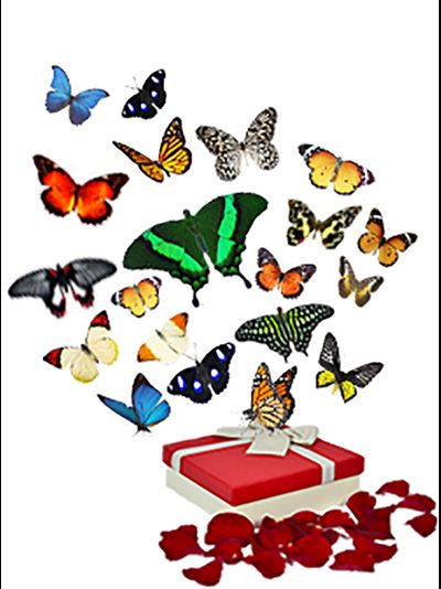 салют из 50 тропических бабочек