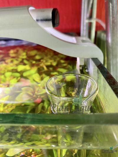 SwetAqua Glass bottom feeder 300 - стеклянная кормушка с трубкой для донных рыб