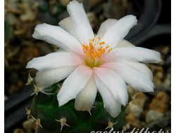 Turbinicarpus lophophoroides RS 622 (Чехия)  - 5 семян