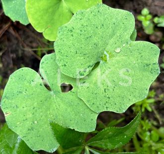 Jeffersonia dubia forma