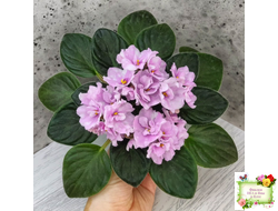 Hunter's Vertigo (K. Muzalewski) (лист укоренённый)