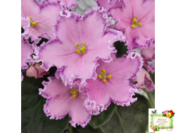 Nik-Хмельное Лето (Н. Булко) 2022 г.