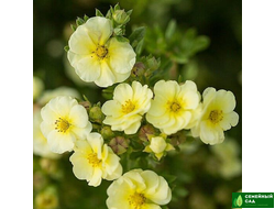 Лапчатка кустарниковая "Lemon Meringue" (Лемон Меринг)