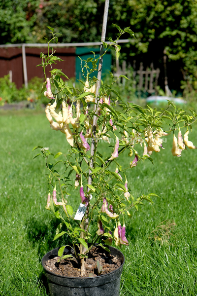 Перец острый Aji Confusion (Ахи Конфуз), 10 шт