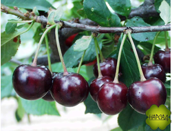 ВИШНЯ "ХАРИТОНОВСКАЯ" (невысокая, очень вкусная)