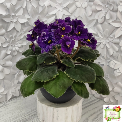 ЛЕ-Константин (Е. Лебецкая) 2019 г.